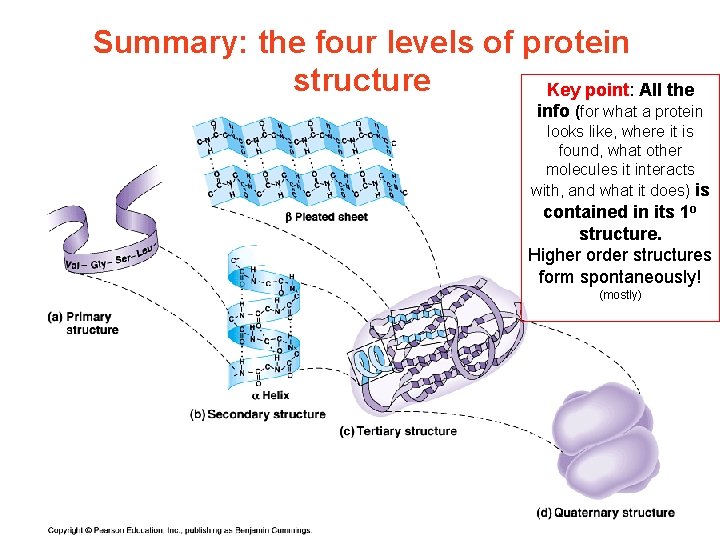 Summary: the four levels of protein structure Key point: All the info (for what