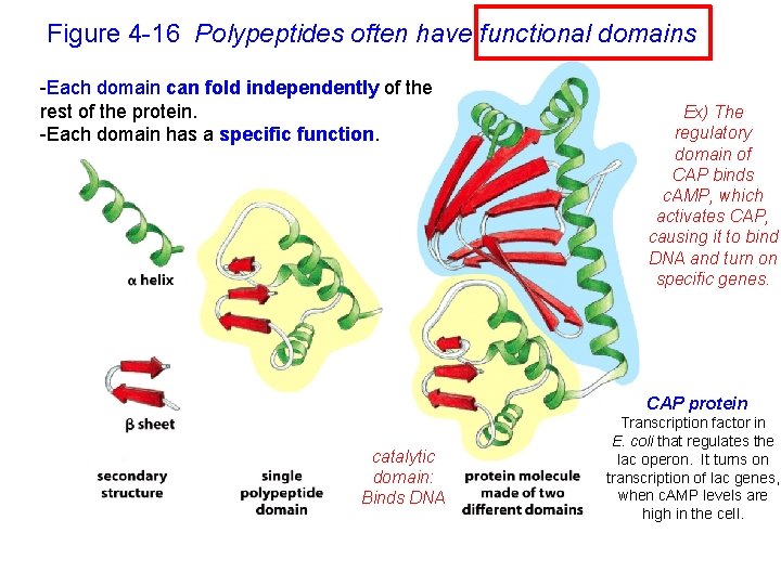 Figure 4 -16 Polypeptides often have functional domains -Each domain can fold independently of