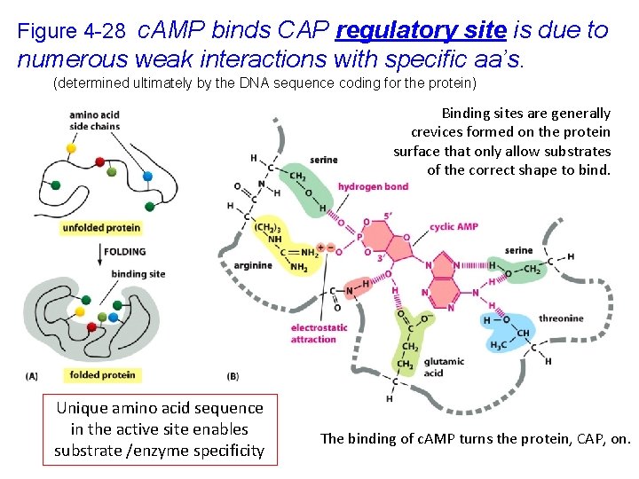 Figure 4 -28 c. AMP binds CAP regulatory site is due to numerous weak