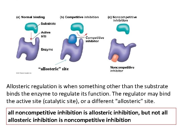 “allosteric” site Allosteric regulation is when something other than the substrate binds the enzyme
