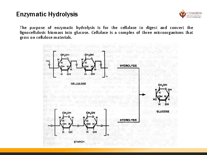 Enzymatic Hydrolysis The purpose of enzymatic hydrolysis is for the cellulase to digest and
