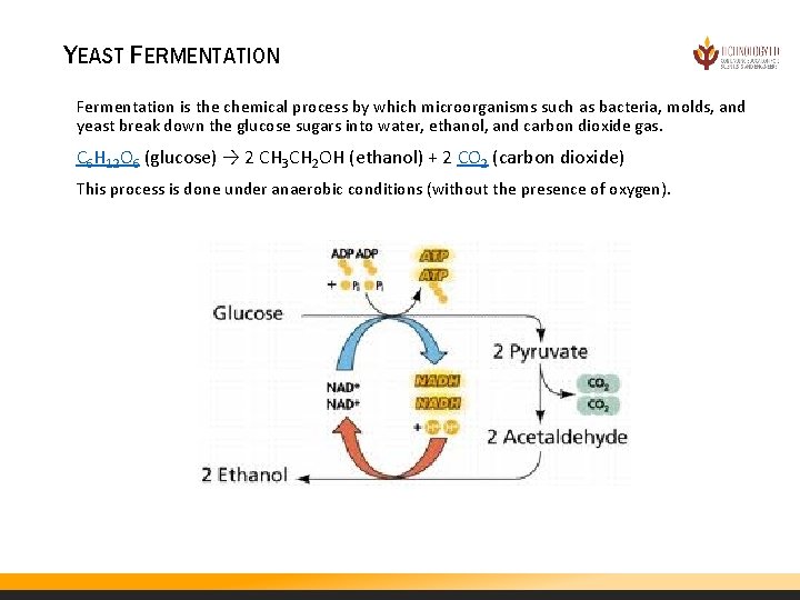 YEAST FERMENTATION Fermentation is the chemical process by which microorganisms such as bacteria, molds,