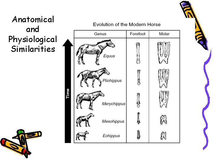 Anatomical and Physiological Similarities 