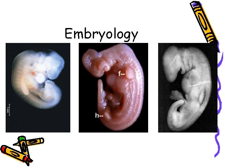 Embryology 