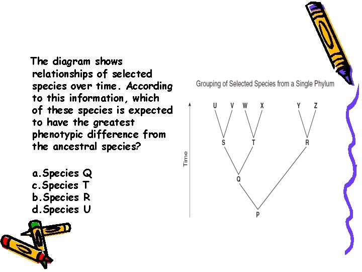The diagram shows relationships of selected species over time. According to this information, which