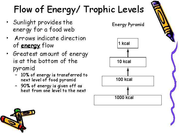 Flow of Energy/ Trophic Levels • Sunlight provides the energy for a food web