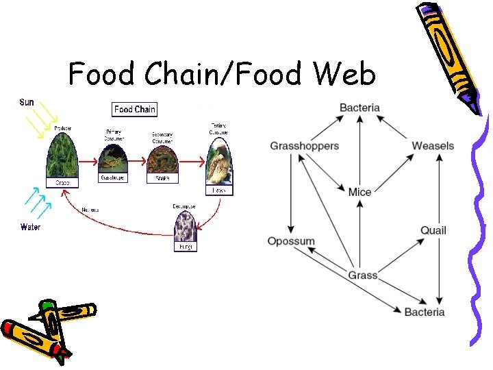 Food Chain/Food Web 