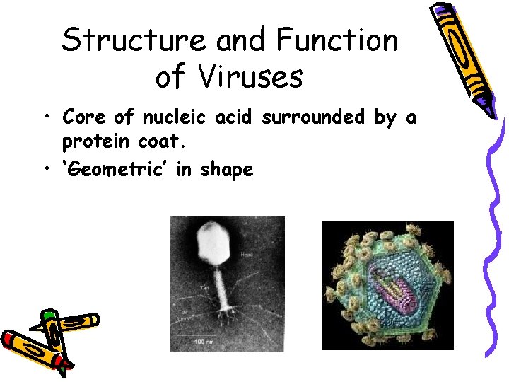 Structure and Function of Viruses • Core of nucleic acid surrounded by a protein