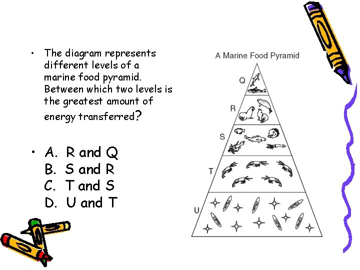  • The diagram represents different levels of a marine food pyramid. Between which