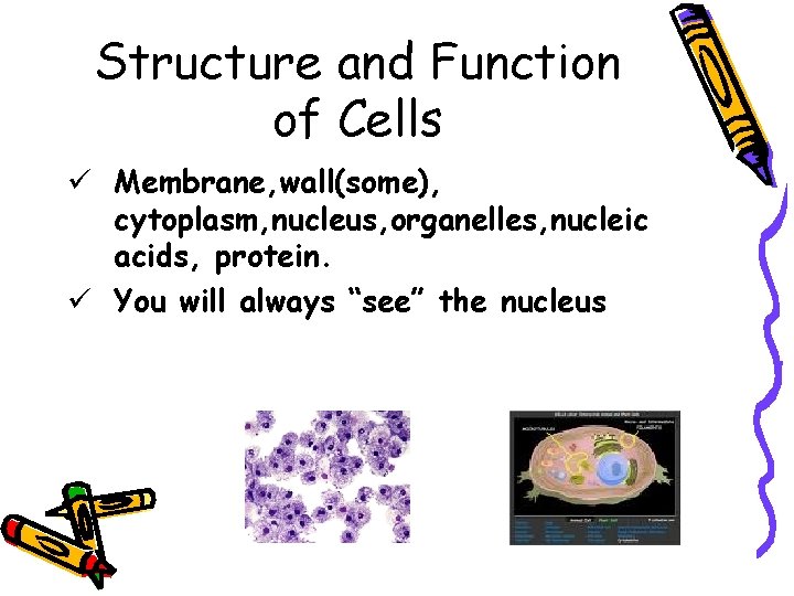 Structure and Function of Cells ü Membrane, wall(some), cytoplasm, nucleus, organelles, nucleic acids, protein.