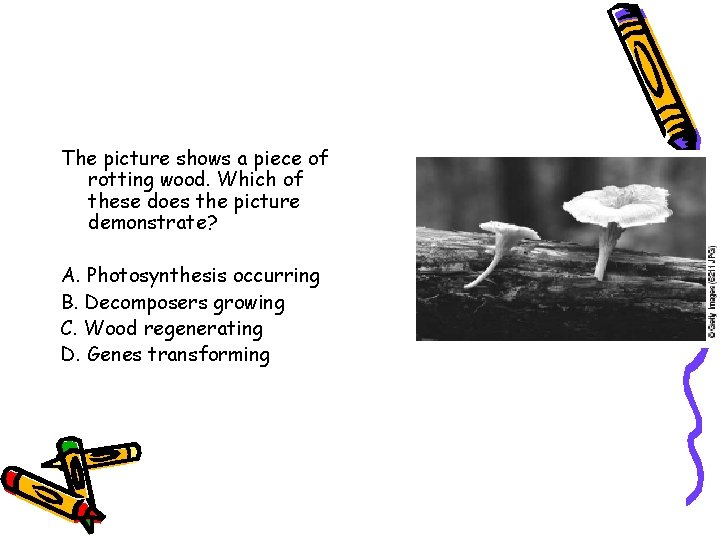 The picture shows a piece of rotting wood. Which of these does the picture