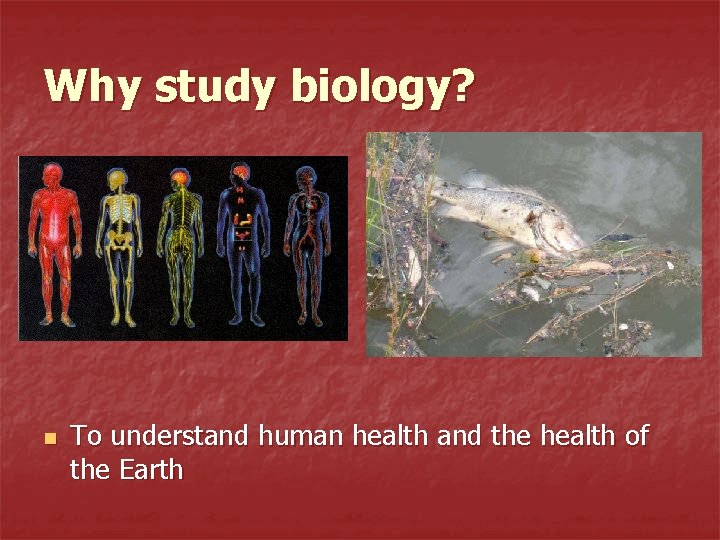 Why study biology? n To understand human health and the health of the Earth