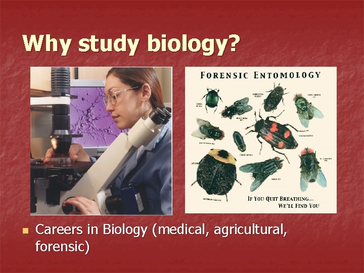 Why study biology? n Careers in Biology (medical, agricultural, forensic) 