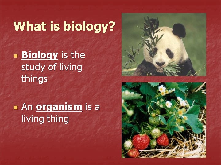 What is biology? n n Biology is the study of living things An organism