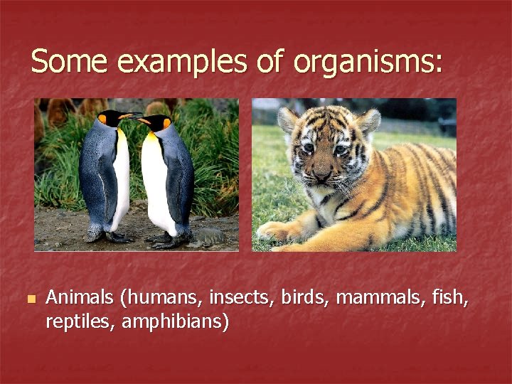Some examples of organisms: n Animals (humans, insects, birds, mammals, fish, reptiles, amphibians) 