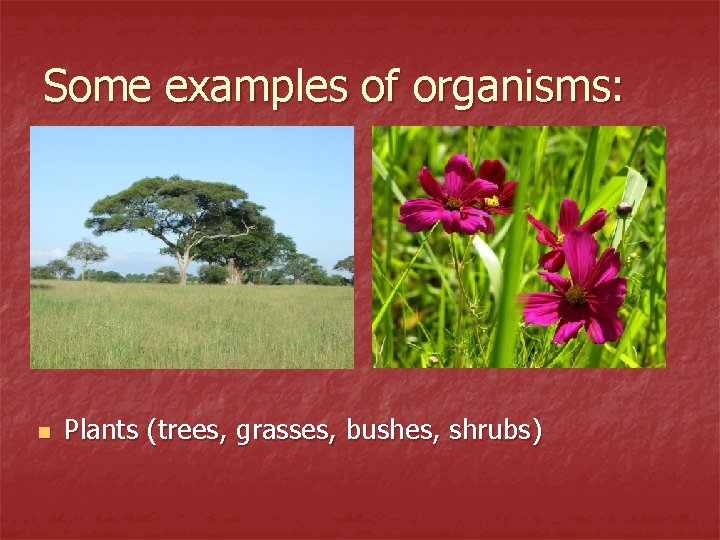 Some examples of organisms: n Plants (trees, grasses, bushes, shrubs) 