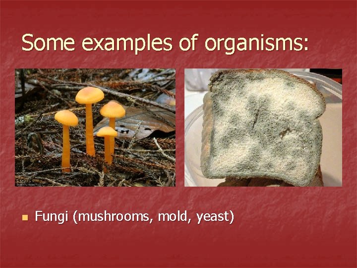 Some examples of organisms: n Fungi (mushrooms, mold, yeast) 