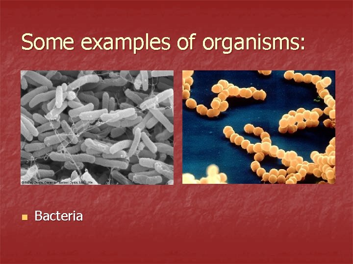 Some examples of organisms: n Bacteria 