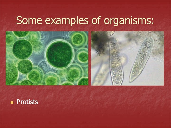 Some examples of organisms: n Protists 