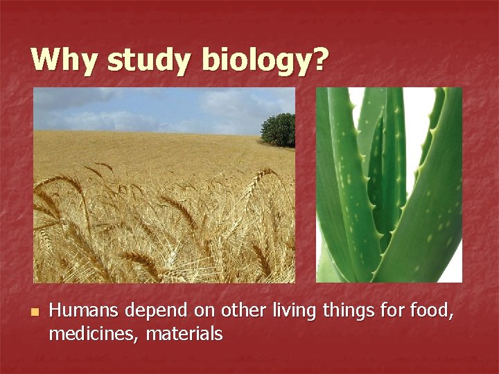 Why study biology? n Humans depend on other living things for food, medicines, materials