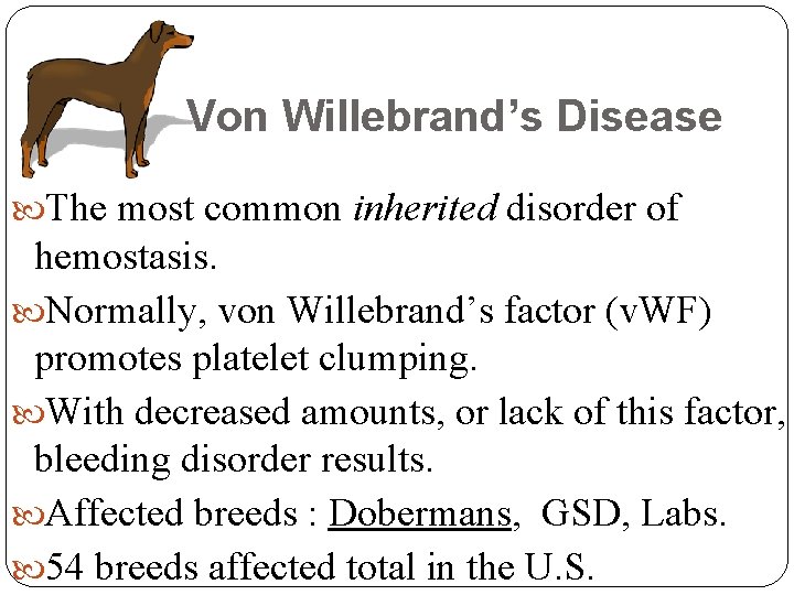 Von Willebrand’s Disease The most common inherited disorder of hemostasis. Normally, von Willebrand’s factor