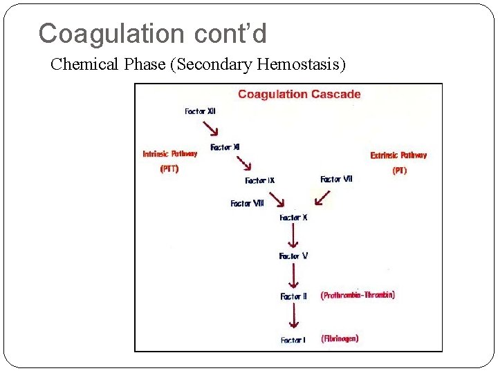 Coagulation cont’d Chemical Phase (Secondary Hemostasis) 