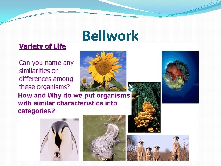 Bellwork 