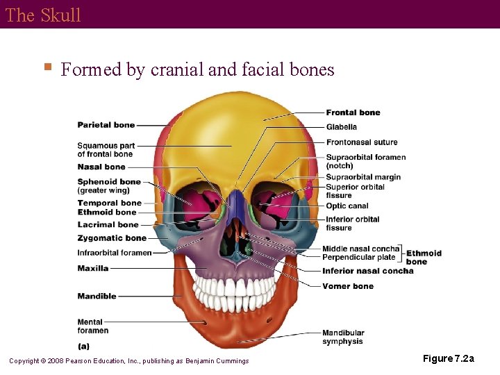 The Skull § Formed by cranial and facial bones Copyright © 2008 Pearson Education,