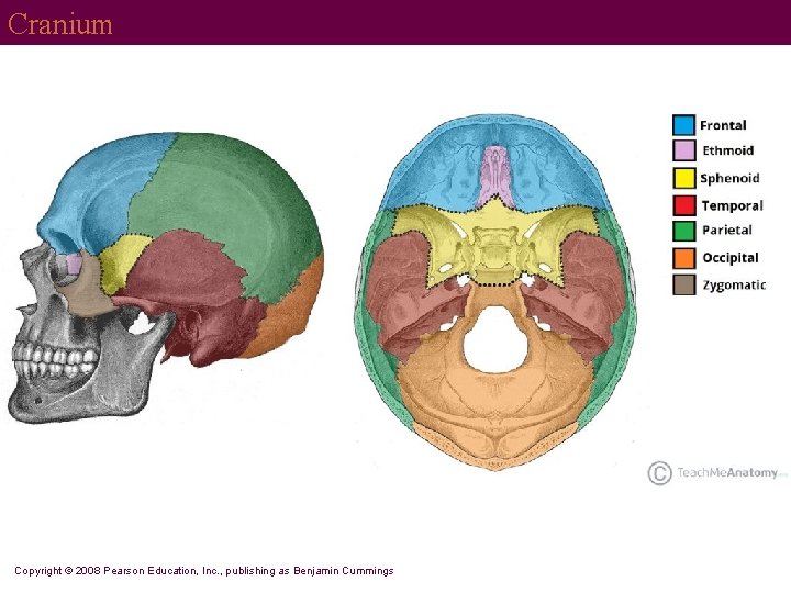 Cranium Copyright © 2008 Pearson Education, Inc. , publishing as Benjamin Cummings 