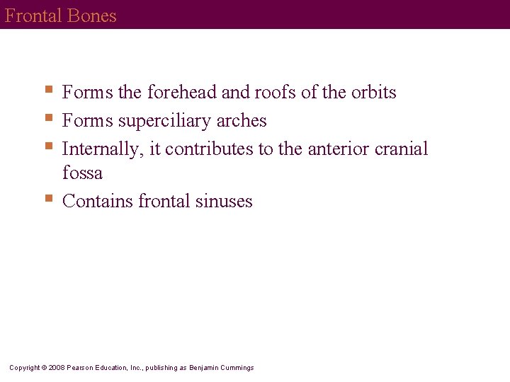 Frontal Bones § § Forms the forehead and roofs of the orbits Forms superciliary