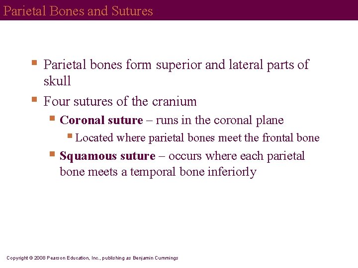 Parietal Bones and Sutures § § Parietal bones form superior and lateral parts of