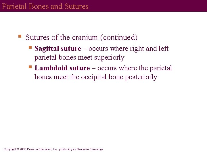 Parietal Bones and Sutures § Sutures of the cranium (continued) § Sagittal suture –