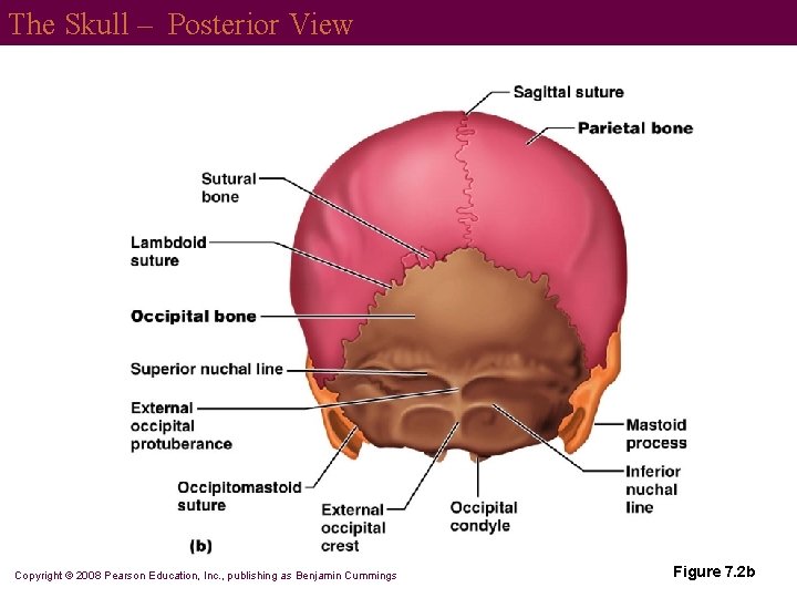 The Skull – Posterior View Copyright © 2008 Pearson Education, Inc. , publishing as