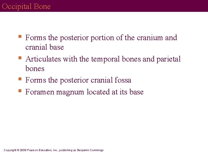 Occipital Bone § § Forms the posterior portion of the cranium and cranial base