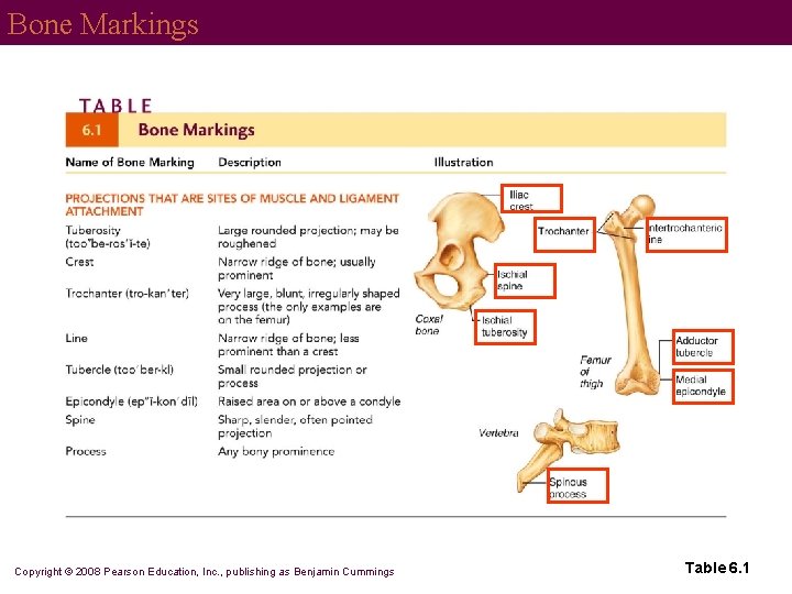 Bone Markings Copyright © 2008 Pearson Education, Inc. , publishing as Benjamin Cummings Table
