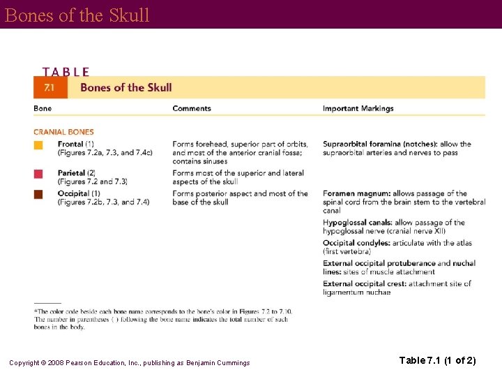 Bones of the Skull Copyright © 2008 Pearson Education, Inc. , publishing as Benjamin
