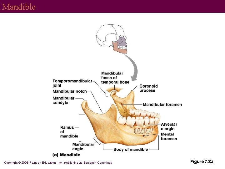 Mandible Copyright © 2008 Pearson Education, Inc. , publishing as Benjamin Cummings Figure 7.