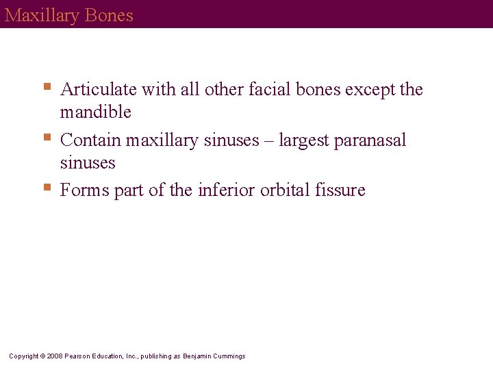 Maxillary Bones § § § Articulate with all other facial bones except the mandible