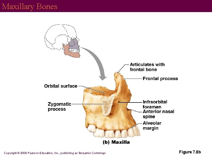 Maxillary Bones Copyright © 2008 Pearson Education, Inc. , publishing as Benjamin Cummings Figure