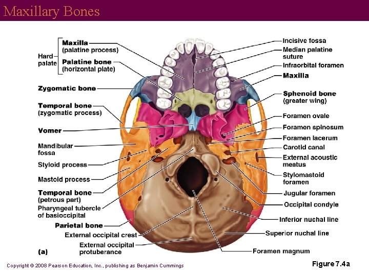 Maxillary Bones Copyright © 2008 Pearson Education, Inc. , publishing as Benjamin Cummings Figure