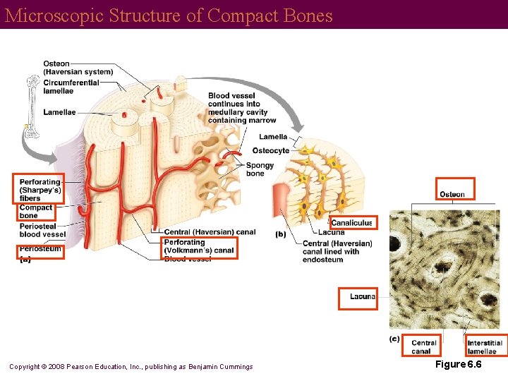 Microscopic Structure of Compact Bones Copyright © 2008 Pearson Education, Inc. , publishing as