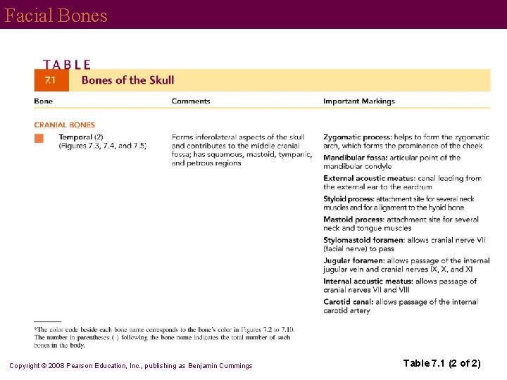 Facial Bones Copyright © 2008 Pearson Education, Inc. , publishing as Benjamin Cummings Table