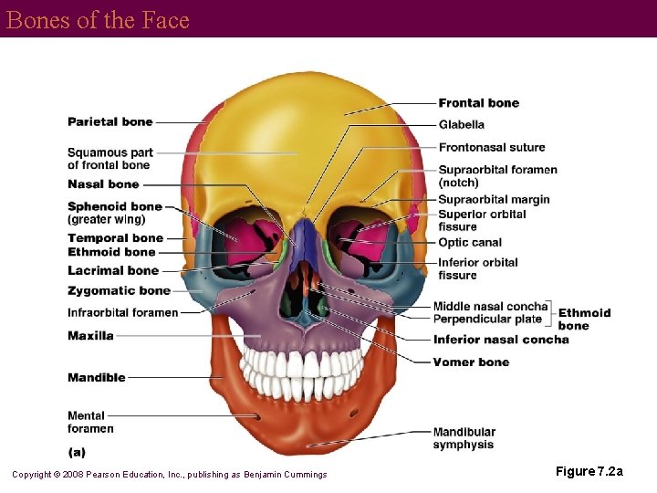 Bones of the Face Copyright © 2008 Pearson Education, Inc. , publishing as Benjamin