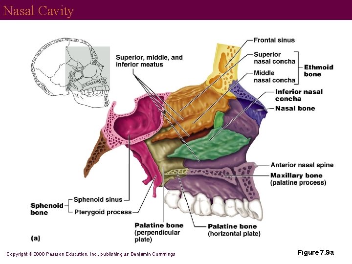Nasal Cavity Copyright © 2008 Pearson Education, Inc. , publishing as Benjamin Cummings Figure
