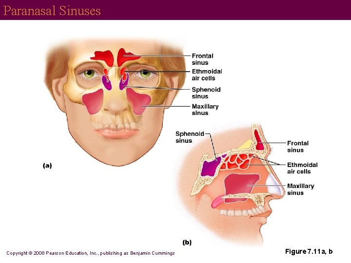 Paranasal Sinuses Copyright © 2008 Pearson Education, Inc. , publishing as Benjamin Cummings Figure