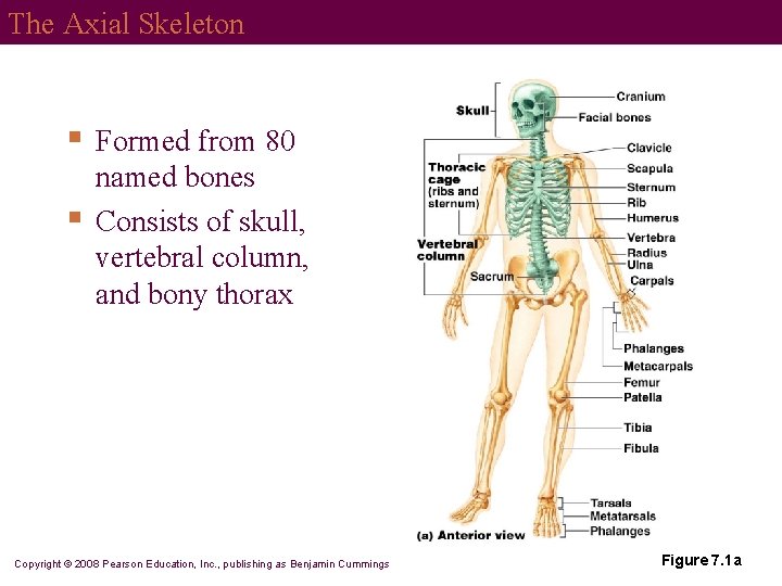 The Axial Skeleton § § Formed from 80 named bones Consists of skull, vertebral