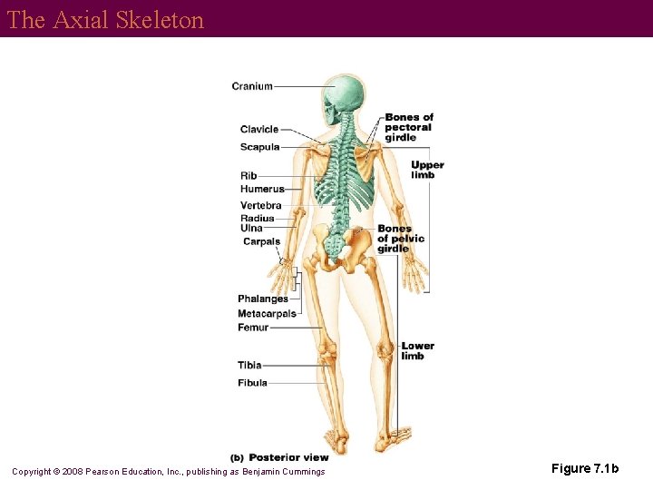 The Axial Skeleton Copyright © 2008 Pearson Education, Inc. , publishing as Benjamin Cummings