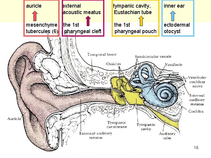 auricle external acoustic meatus mesenchyme the 1 st tubercules (6) pharyngeal cleft tympanic cavity,