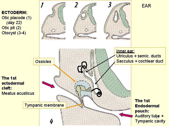 EAR ECTODERM: Otic placode (1) (day 22) Otic pit (2) Otocyst (3 -4) Ossicles