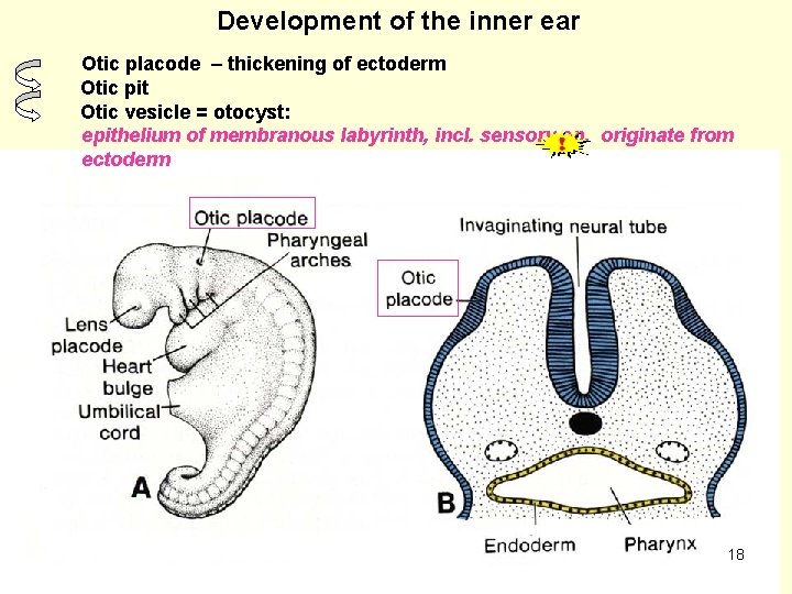 Development of the inner ear Otic placode – thickening of ectoderm Otic pit Otic